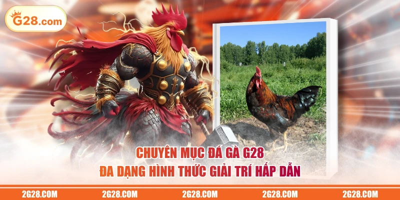 Chuyên mục Đá Gà G28 đa dạng hình thức giải trí hấp dẫn