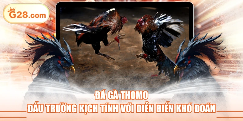 Đá Gà Thomo - Đấu Trường Kịch Tính Với Diễn Biến Khó Đoán