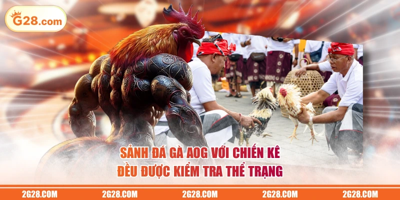 Sảnh Đá Gà AOG với chiến kê đều được kiểm tra thể trạng